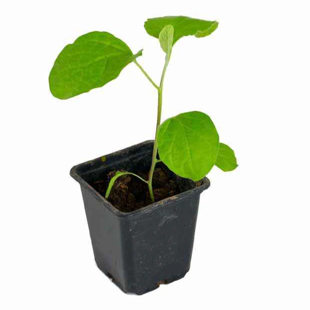 Vorschaubild 3
