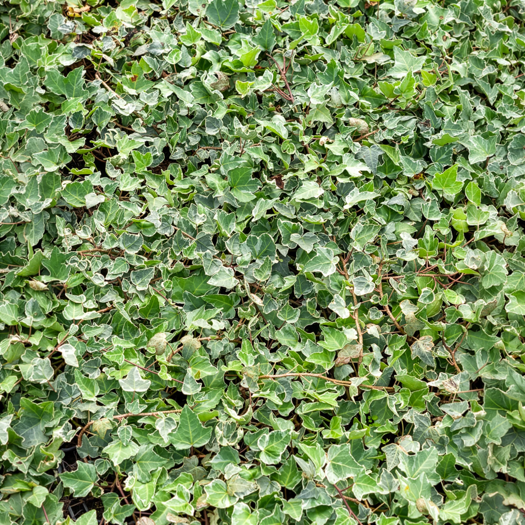 Vorschaubild 3
