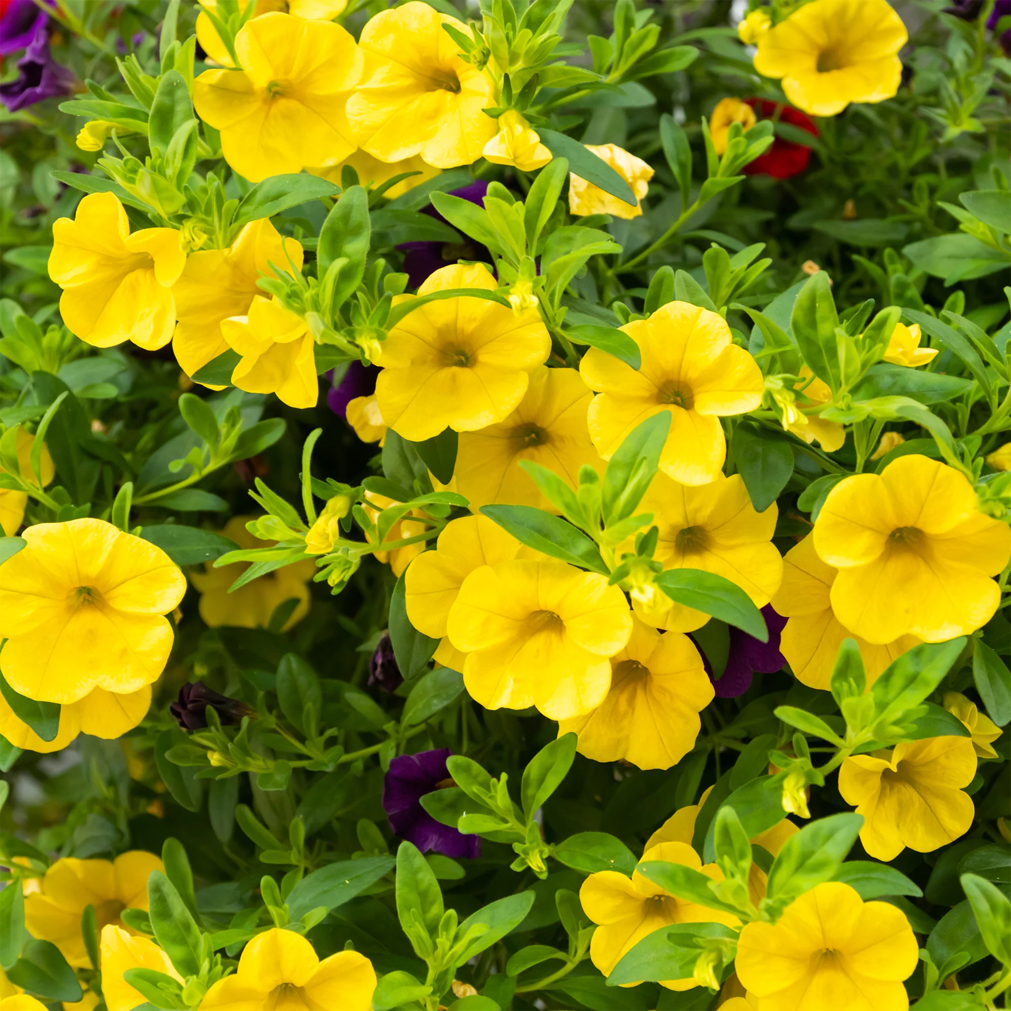 Vorschaubild 2