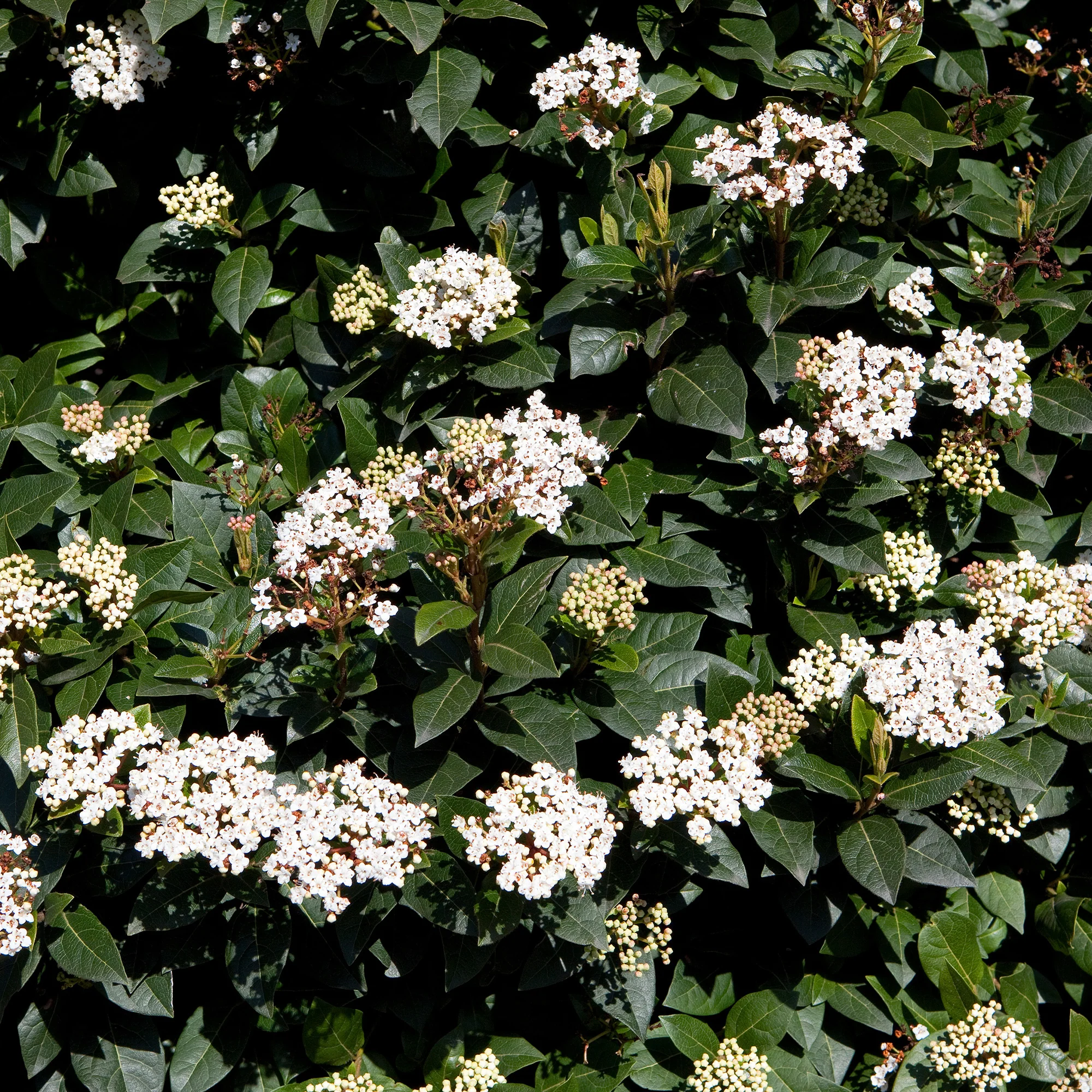 Vorschaubild 5