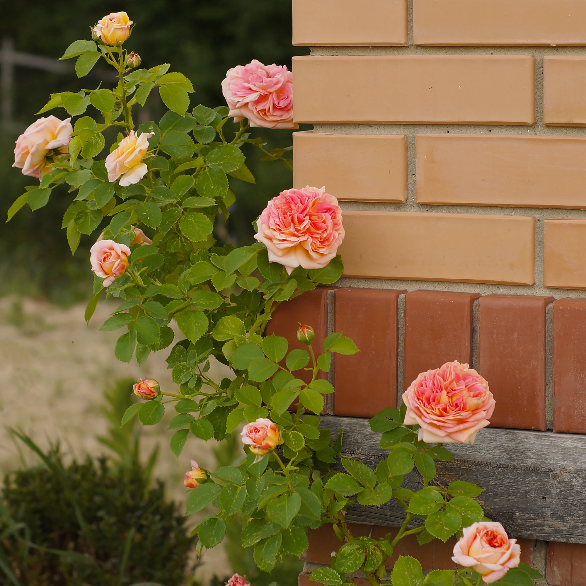Vorschaubild 2