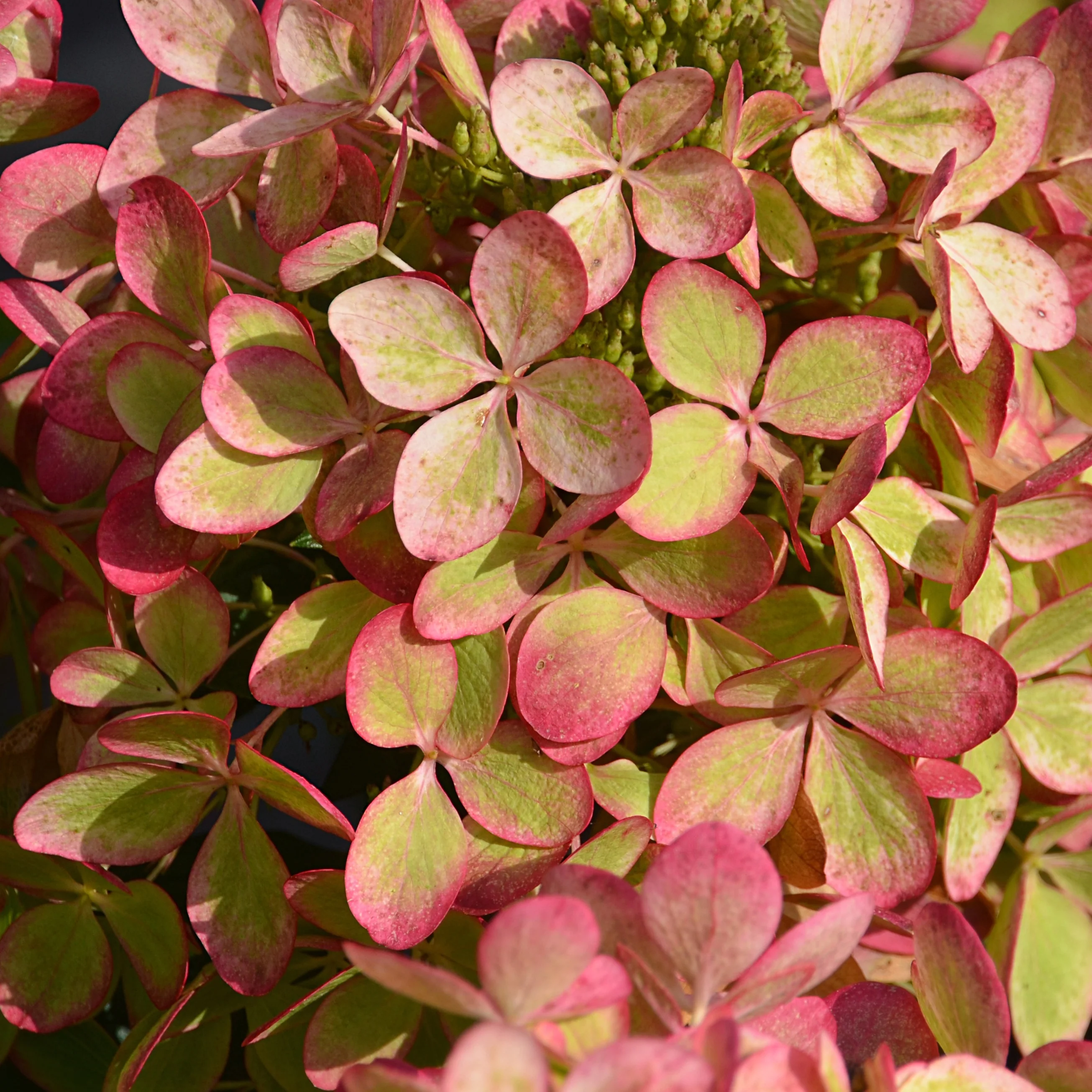 Vorschaubild 4