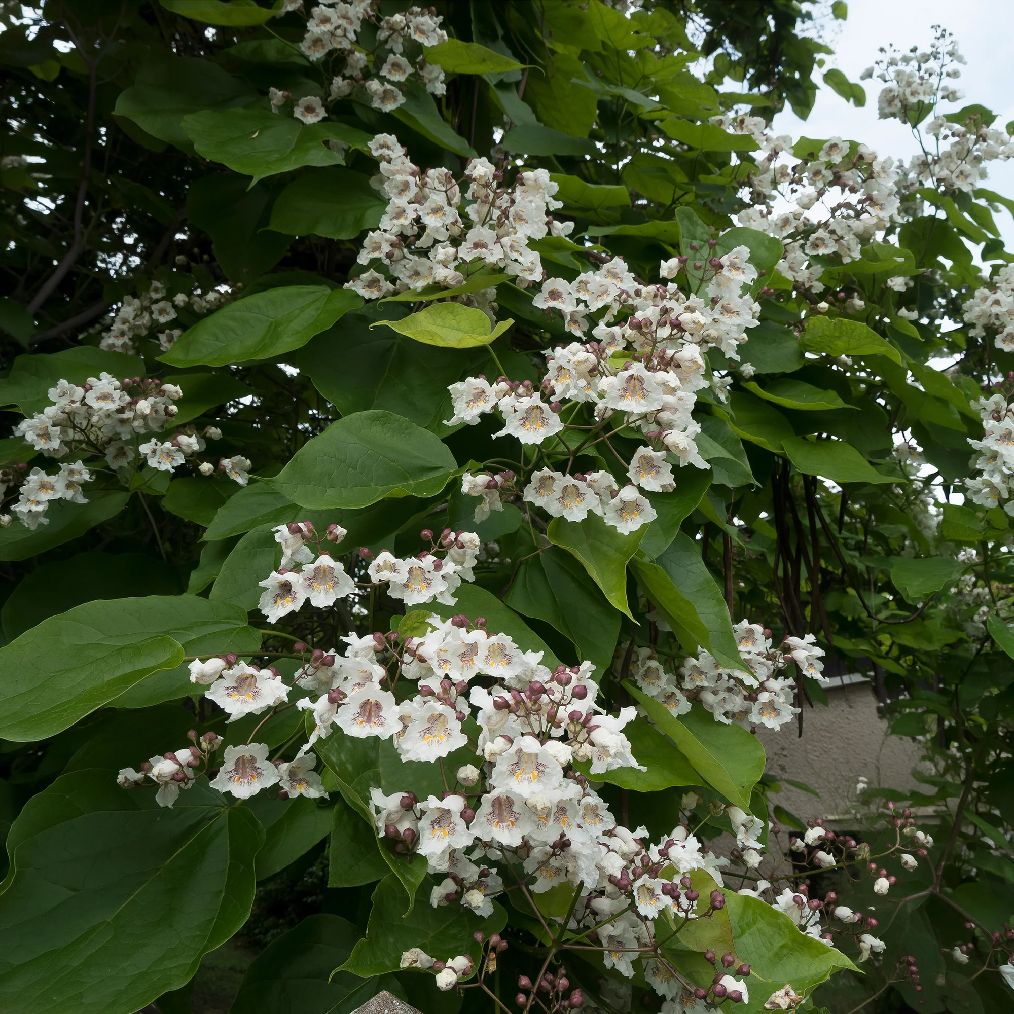 Vorschaubild 5