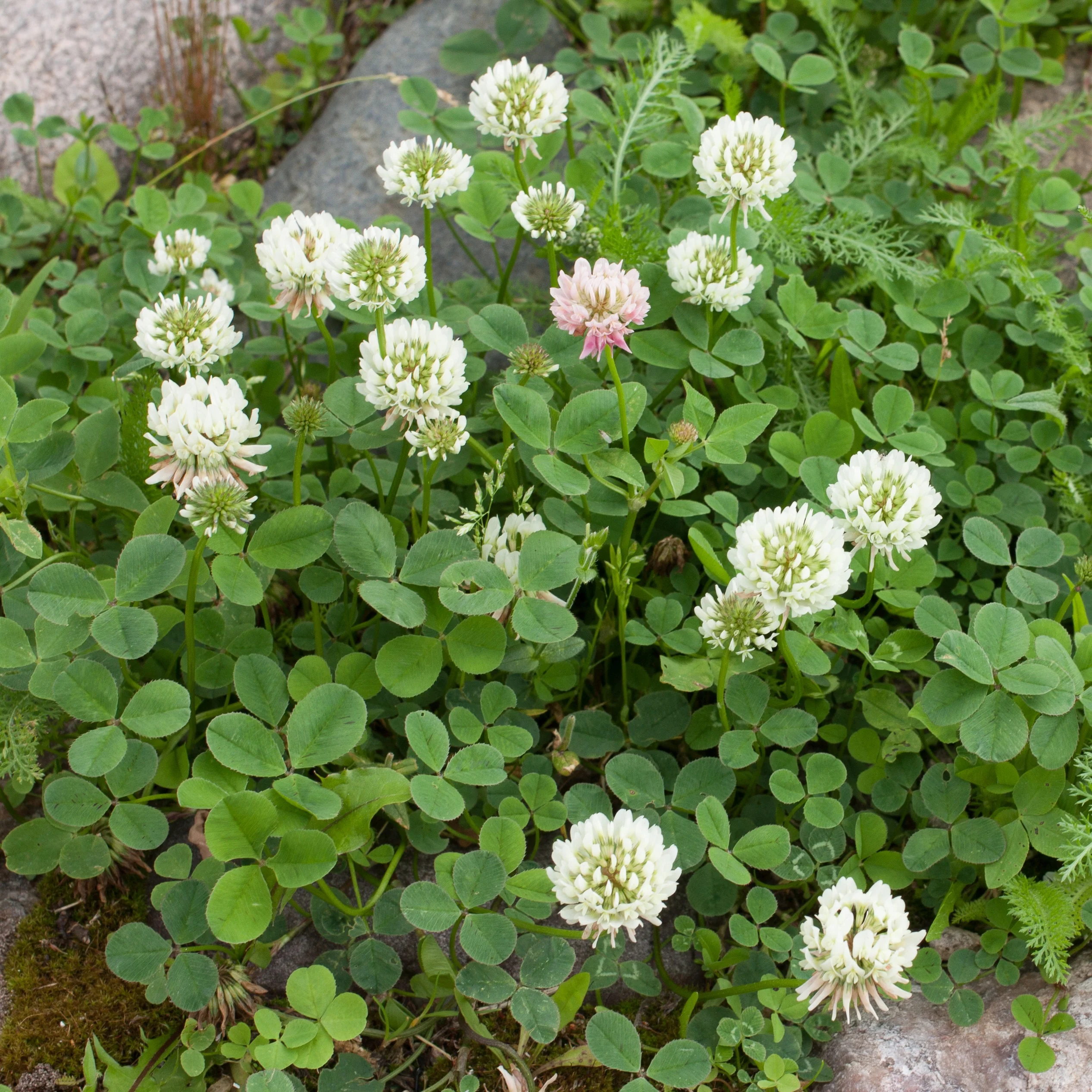 Vorschaubild 3